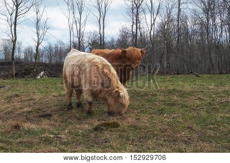 Two Beautiful White Scottish Highlandcow. Highland Cattle