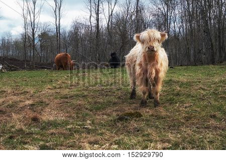 A Beautiful White Scottish Highlandcow. Highland Cattle