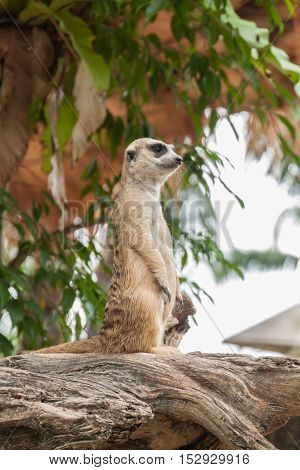 Meerkat (Surikate) sitting on a branch  in the forest.
