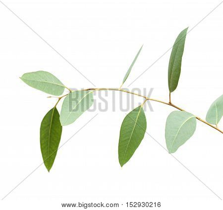 Fresh Green Eucalyptus, Young Branch