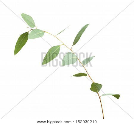 Fresh Green Eucalyptus, Young Branch