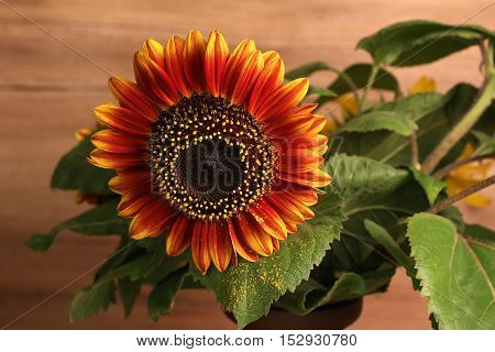 Beautiful decorative sunflowers with a reddish tint