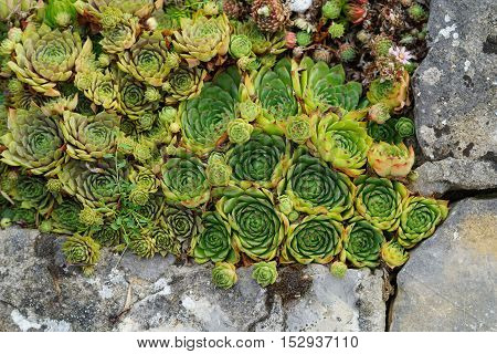 Sempervivum flower / Flowering sempervivum in macro shot