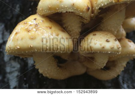 Pholiota aurivella mushroom on a birch tree