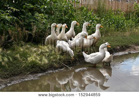Ducks went to swim in the small lake
