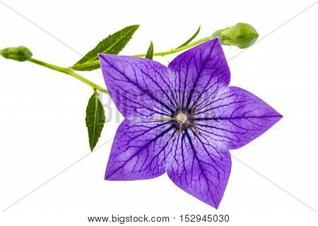 Purple flower of Platycodon (Platycodon grandiflorus) or bellflowers isolated on white background