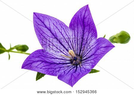 Purple flower of Platycodon (Platycodon grandiflorus) or bellflowers isolated on white background