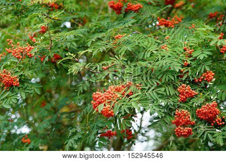 Red rowan berries ripen on the branches