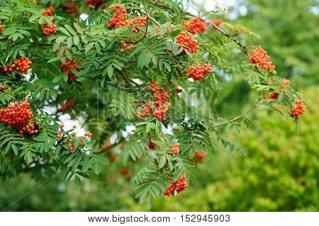 Red rowan berries ripen on the branches