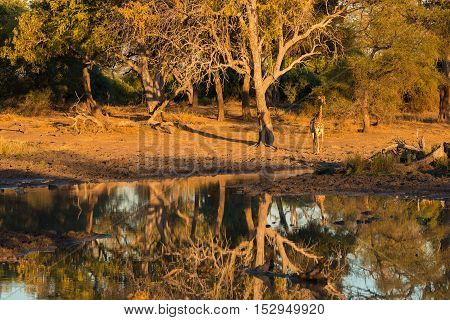 Giraffe Walking Towards Waterhole At Sunset. Wildlife Safari In The Mapungubwe National Park, South