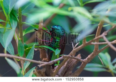 A cute wonderful jewel bug is resting