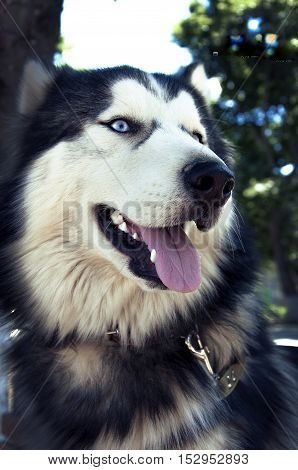 husky, dog, siberian, wolf, white, blue, fur, nature, beautiful, color, face, brown, green, wild, eyes, alert, canine, background, bright, female, grass, yard, siberia, alaskan, animal, handsome, cute, pethusky, dog, siberian, wolf, white, blue, fur, natu