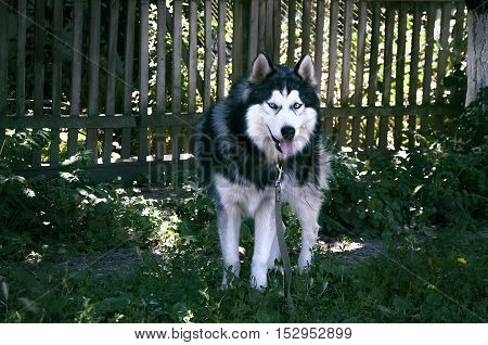 husky, dog, siberian, wolf, white, blue, fur, nature, beautiful, color, face, brown, green, wild, eyes, alert, canine, background, bright, female, grass, yard, siberia, alaskan, animal, handsome, cute, pethusky, dog, siberian, wolf, white, blue, fur, natu