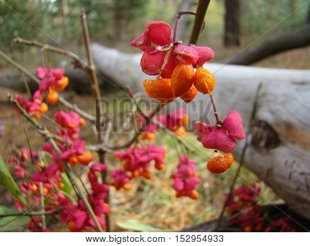 wolf berries red ripened growing in a forest