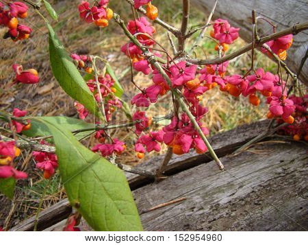 wolf berries red ripened growing in a forest