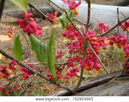 wolf berries red ripened growing in a forest