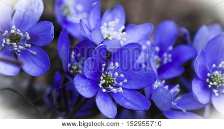 blue anemones, liverleaves, crystal worth or hepaticanobilis