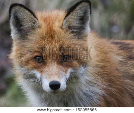 a close up of a red european fox