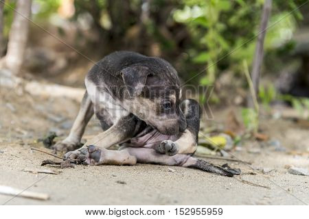 street young dog / puppy live alone abandoned so sad feel