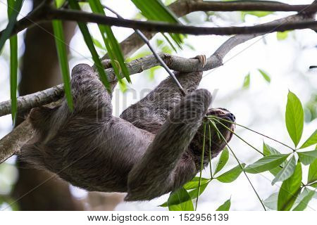 Three Toed Sloth In Costa Rica