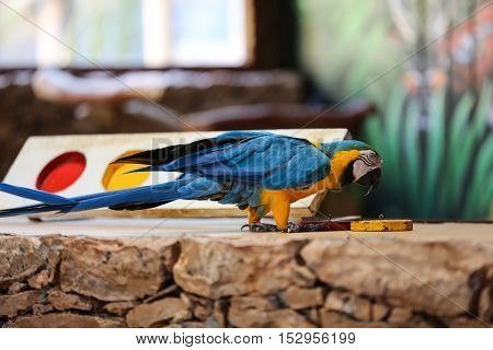 Circus shows of parrots on Fuerteventura Canary Island Spain
