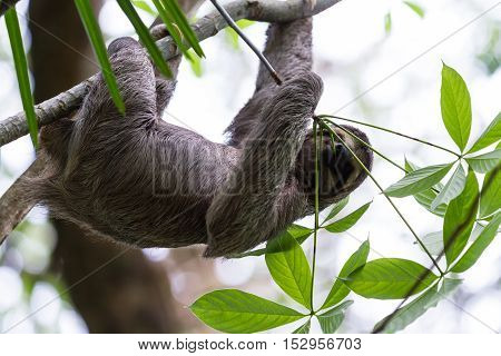 Three Toed Sloth In Costa Rica
