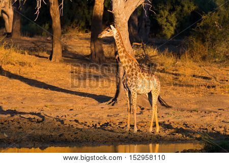 Giraffe Walking Towards Waterhole At Sunset. Wildlife Safari In The Mapungubwe National Park, South