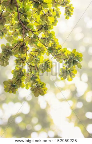 Blur green leaves on abstract bokeh natrue background