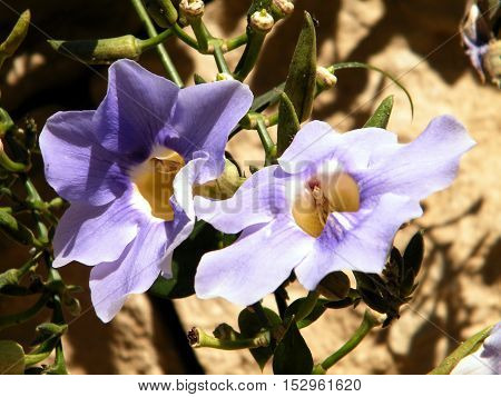 Two flowers of Thunbergia Grandiflora in Or Yehuda 