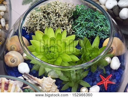 Decorative glass vase with succulent plants and seashells.Glass interior terrarium with succulents.Miniature garden in glass with succulents.