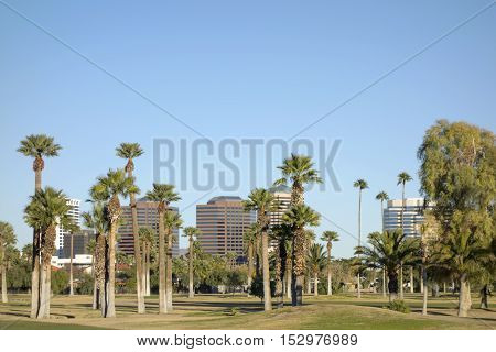 View at Phoenix Downtown through tall palms of Encanto Park Arizona; Copy space in clear blue sky