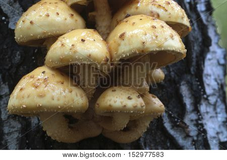 Pholiota aurivella mushroom on a birch tree