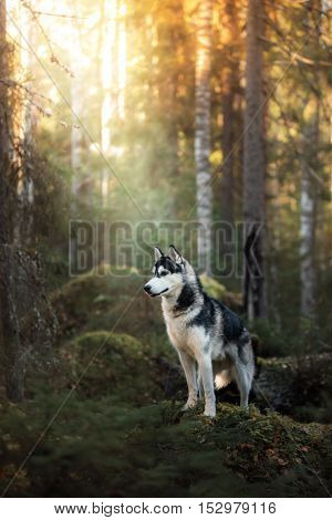 Dog Breed Siberian Husky