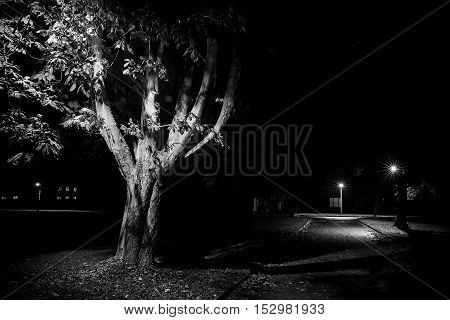 Rural street scene at night black and white with trees lit by lamp post. Empty streets in Autumn