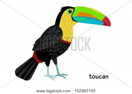 Colored Toucan bird with a large beak vector illustration