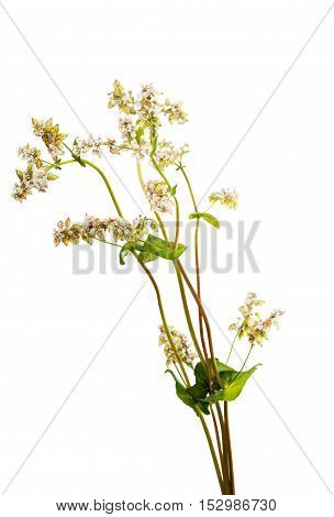 blossoming, blooming buckwheat flower on a white background