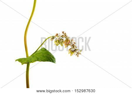 blossoming, blooming buckwheat flower on a white background