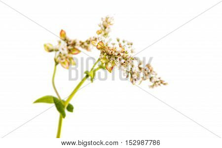 blossoming, blooming buckwheat flower on a white background