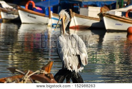 White pelican standing on whell  in harbour.