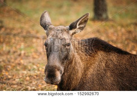 Close up of head of wild female moose, elk. The moose or elk, Alces alces, is the largest extant species in the deer family.