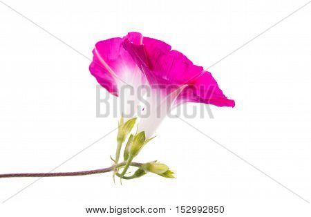 spring glory flower isolated on white background