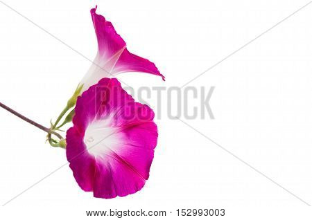 spring glory flower isolated on white background