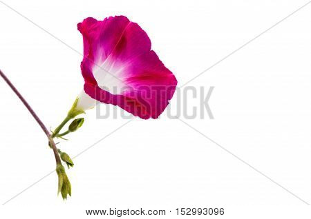 spring glory flower isolated on white background