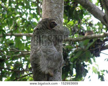 Sloth climbing up a tree in the rain forest in Manuel Antonio.