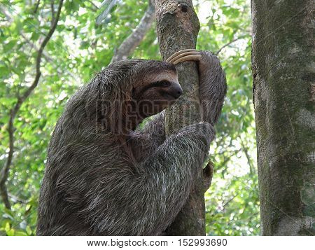 Sloth climbing a tree in the rainforest of Costa Rica.