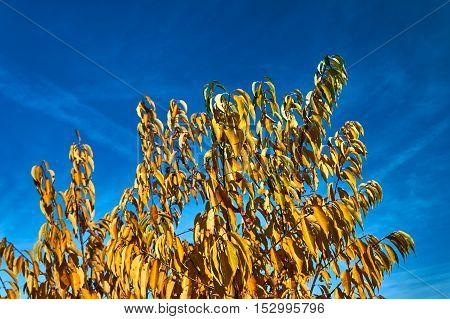 Colorful autumn leaves against the sky in Poland
