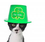 Gatinho preto e branco bonito vestindo um chapéu de dia de St Patricks.