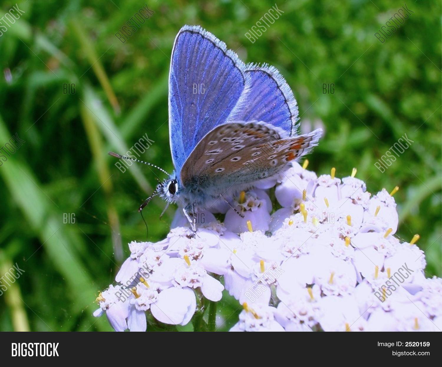 Image Preview