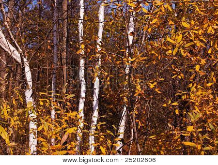 秋天的森林的纹理晚上