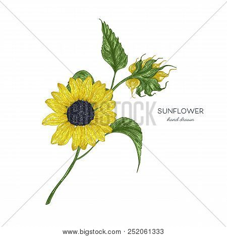 Sunflower Botanical Vector Illustration. Autumn Flower Isolated On White Background.